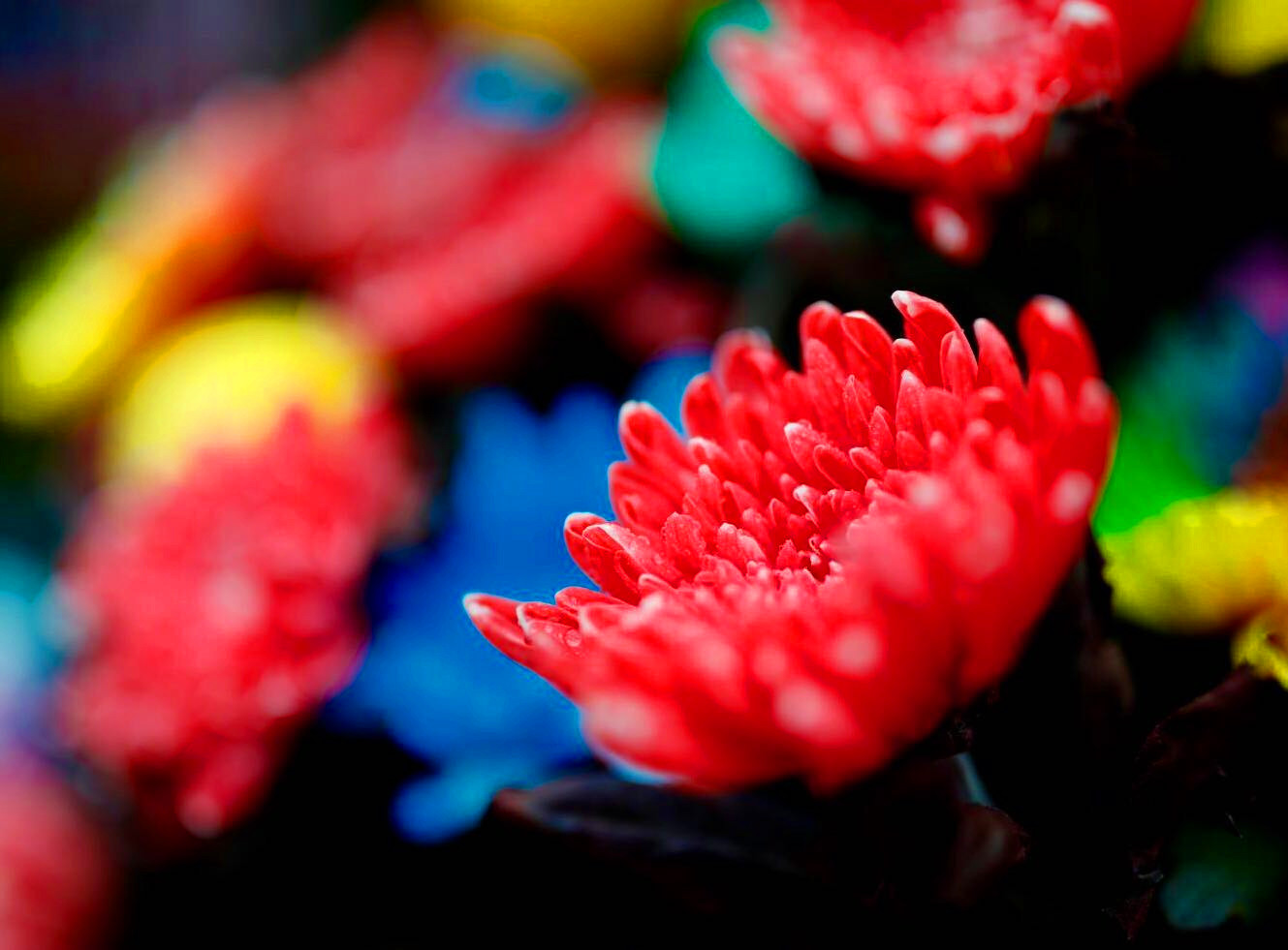 开封清明上河园龙亭两日游,自由行说走就走的旅行开封赏菊