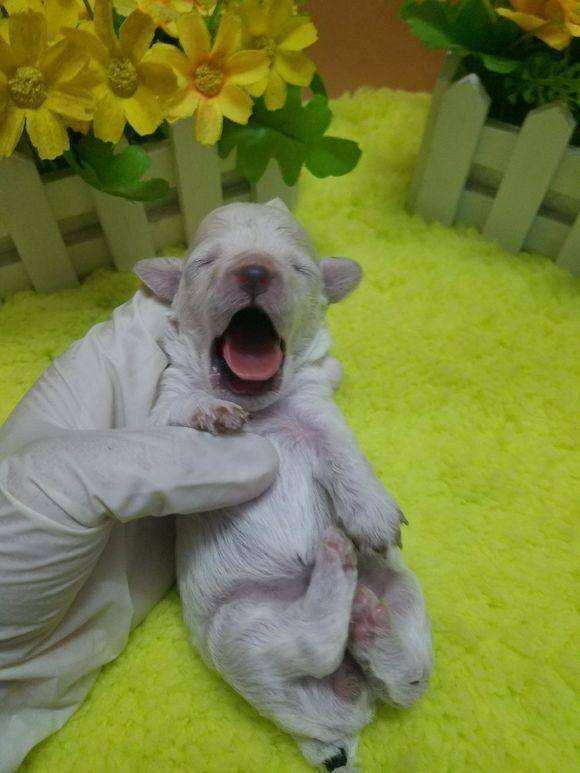 狗狗孕育小生命的过程,狗狗接生那几天要注意什么