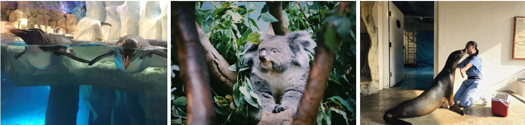 香港海洋公园11月,香港海洋公园北极之旅