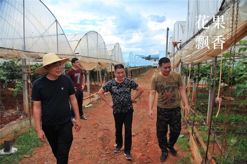 阳光玫瑰价格暴跌什么原因,阳光玫瑰市场价多少钱一公斤