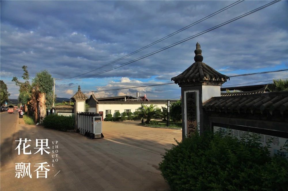 阳光玫瑰价格暴跌什么原因,阳光玫瑰市场价多少钱一公斤