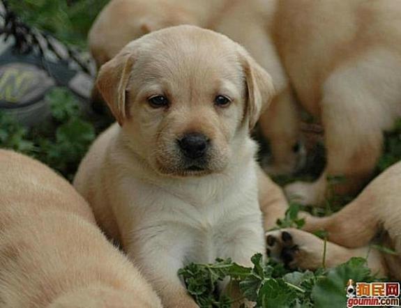 各种狗狗搞笑视频集锦,狗狗集锦