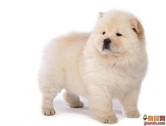 各种狗狗搞笑视频集锦,狗狗集锦