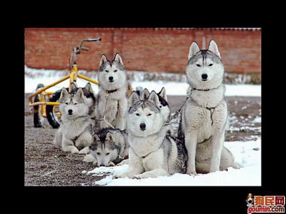 各种狗狗搞笑视频集锦,狗狗集锦