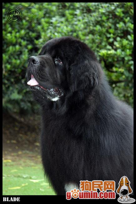 各种狗狗搞笑视频集锦,狗狗集锦