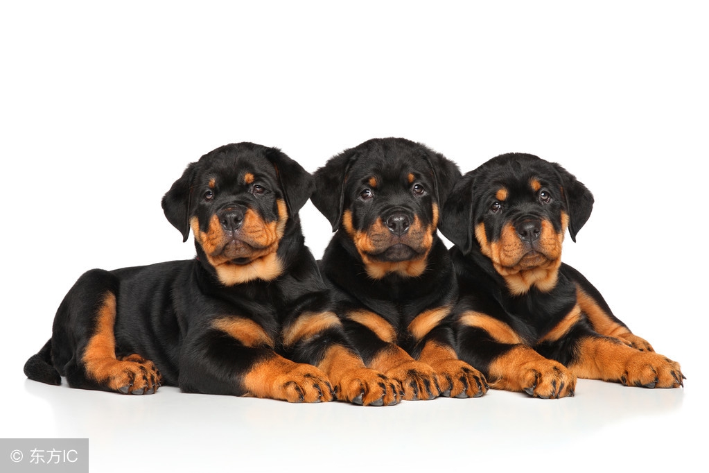 各种狗狗搞笑视频集锦,狗狗集锦