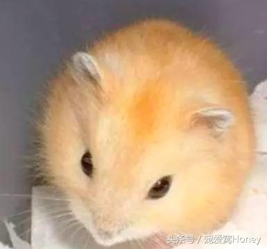 三线仓鼠和银狐仓鼠一起养可以吗,紫仓仓鼠和三线仓鼠哪个仓鼠更好