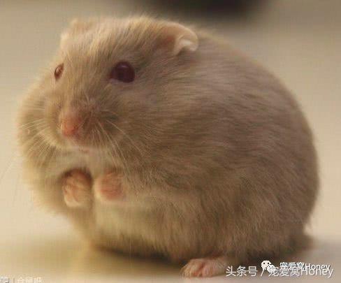 坎贝尔仓鼠的常见疾病和饲养方法,仓鼠比耶是什么品种