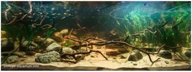 什么是原生态鱼,河北水族箱原生态