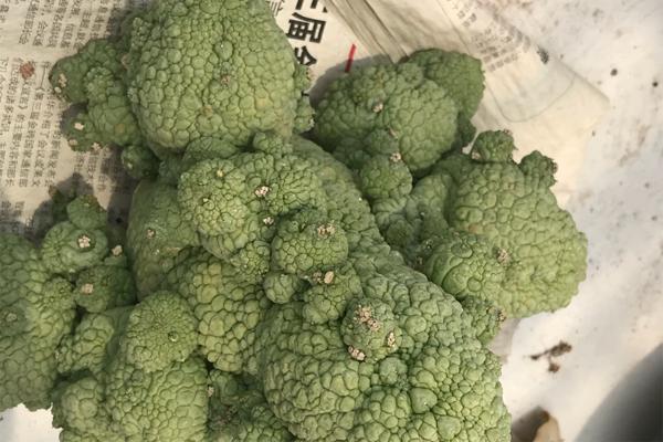 丑萌多肉盆栽,丑的多肉有哪些