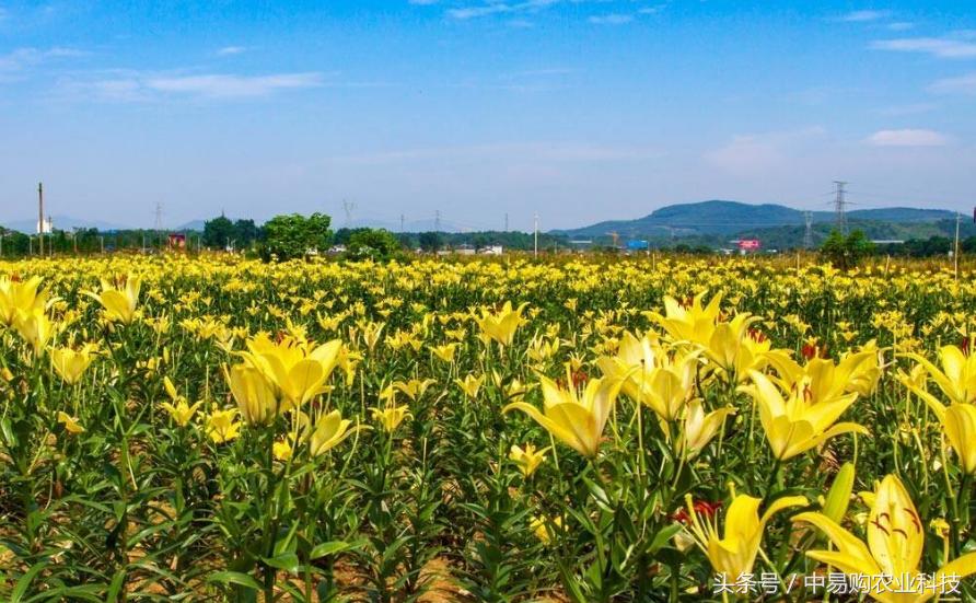 百合花怎么防治病虫害,百合花病害防治方法