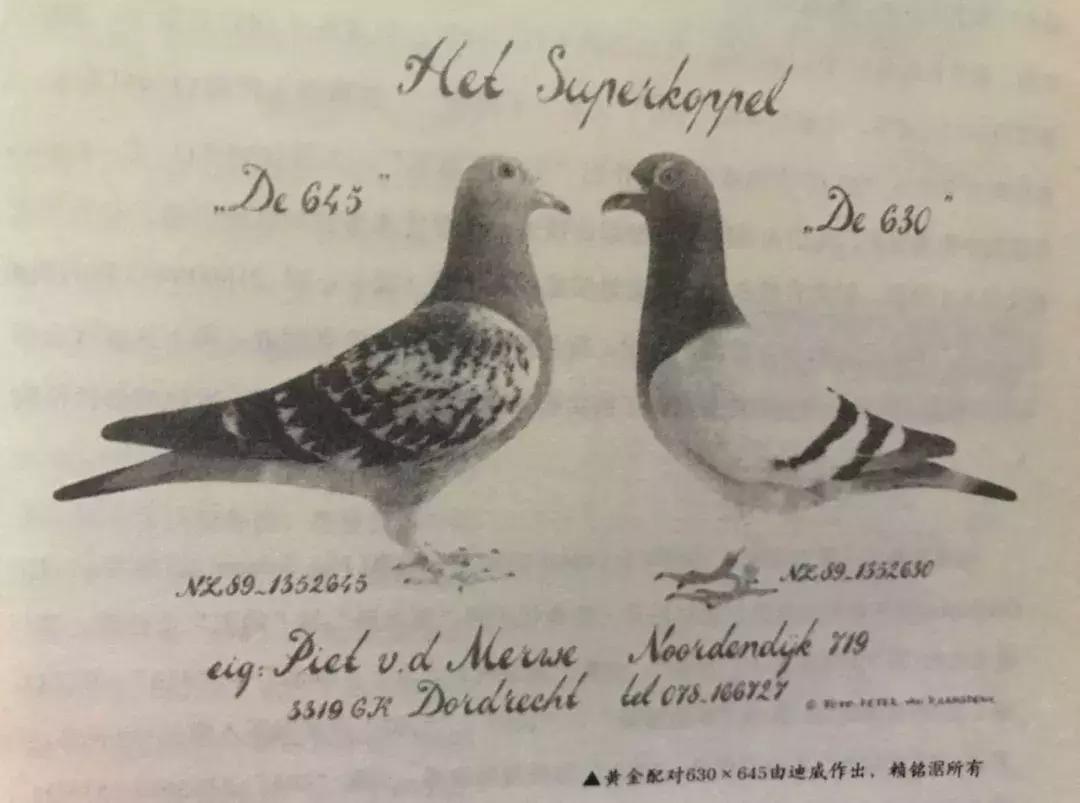 饲料控高峰，鸽脚冰冷是危险信号！