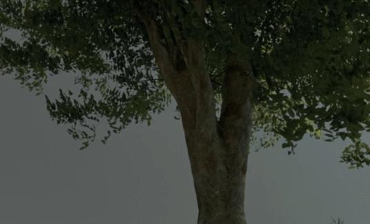 敢这么露骨的，也只有岛国片了