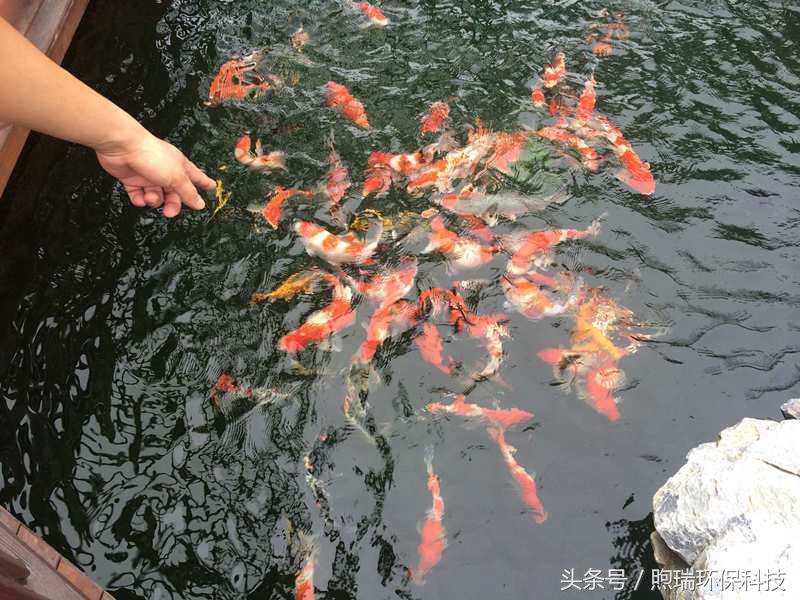 18年支付宝锦鲤是什么样子,现在还有支付宝锦鲤吗