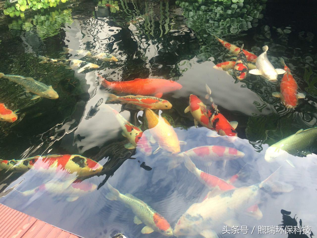 18年支付宝锦鲤是什么样子,现在还有支付宝锦鲤吗