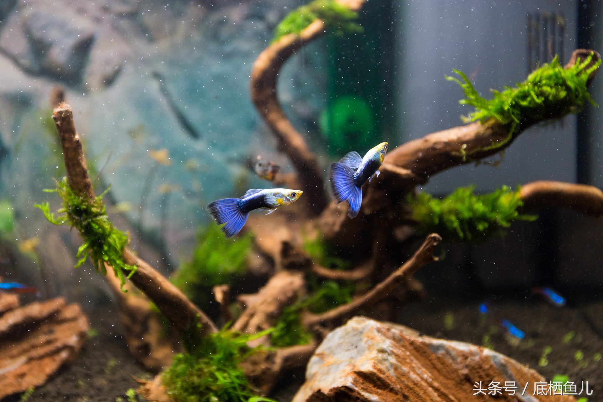 新手养互动性好的小型鱼,好养又皮实的小型鱼