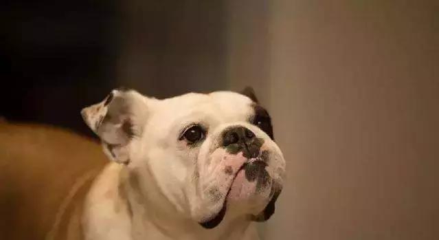 泰迪狗咳嗽怎么办？「科瑞卡科普」