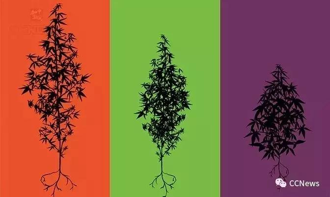 加拿大*麻大**合法了！留学生携带*麻大**回国，却将严重违法！