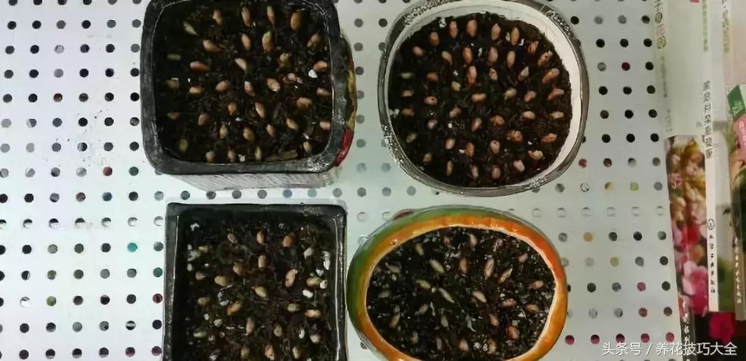 吃完柚子别扔籽,柚子的种子怎么种成盆栽