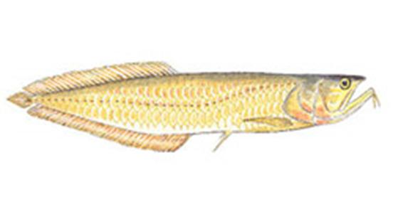 龙鱼配什么观赏鱼最好,高端观赏鱼龙鱼