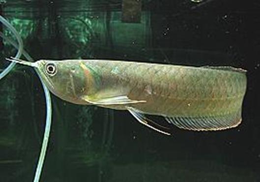 无需打氧的观赏鱼龙鱼,和龙鱼差不多的观赏鱼