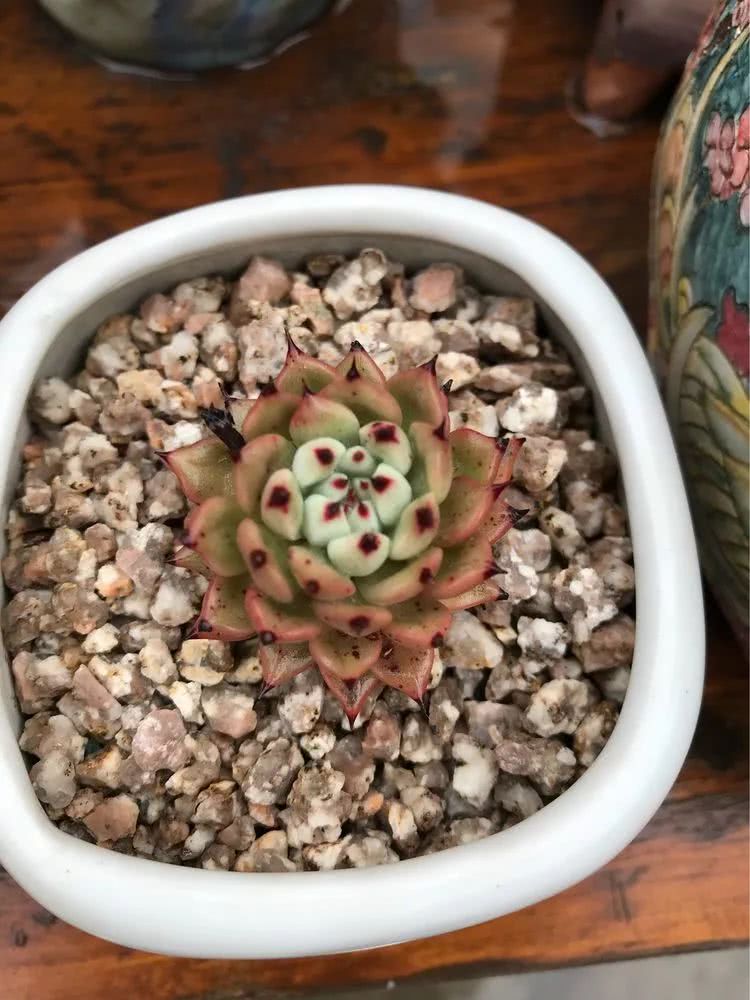 大家平时养多肉比较喜欢哪个系列,四年的养殖生涯