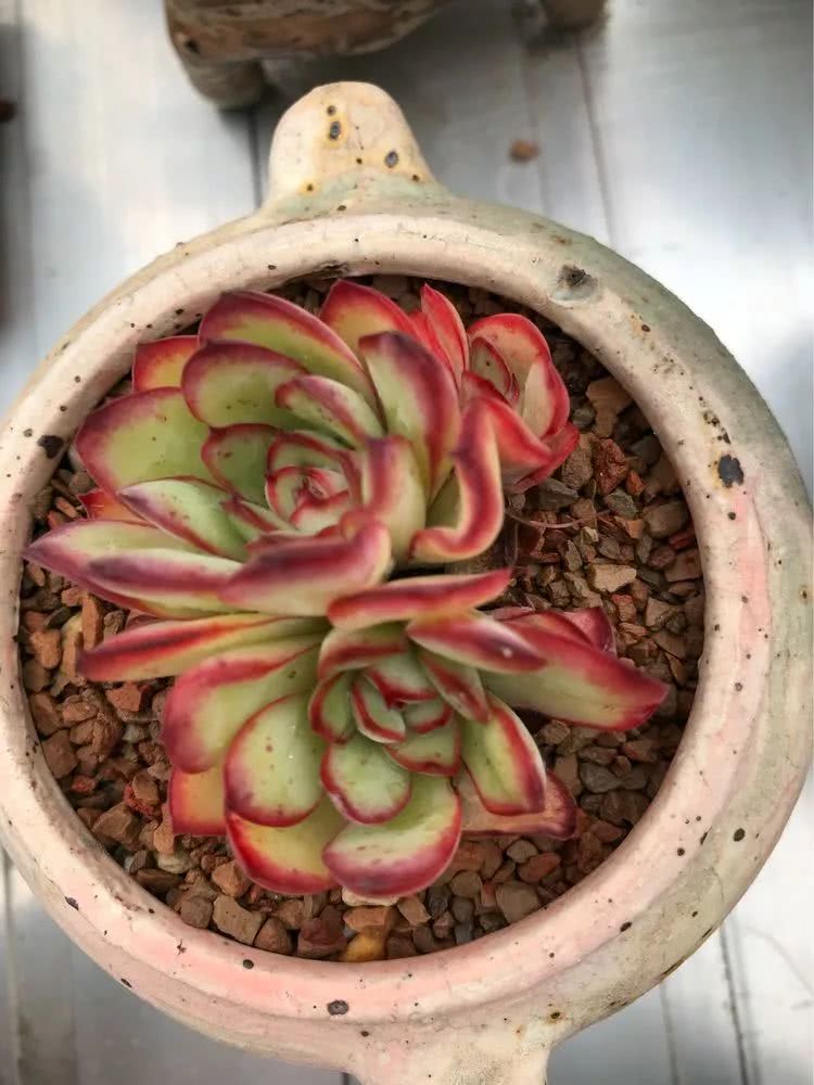 大家平时养多肉比较喜欢哪个系列,四年的养殖生涯