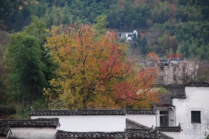 秋天的安徽,这才是安徽秋天该有的样子