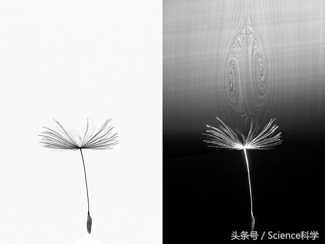 蒲公英种子会飞的过程,蒲公英种子可以飞多少公里