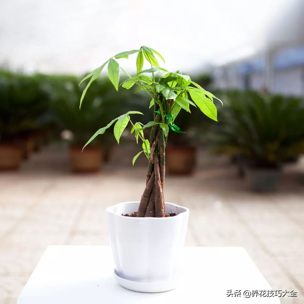 君子兰小白虫用什么家庭药处理,养了20多年的君子兰烂心了