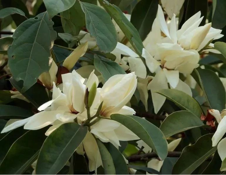 看到花的时候,不知是什么花?那就收下这份百花图谱