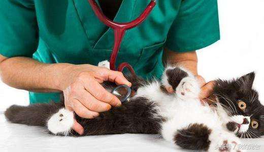 宠物店起步经营模式,开宠物店要具备哪几个条件