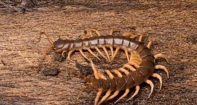 世界上十种最毒的蜈蚣,世界上最毒的10种蜈蚣