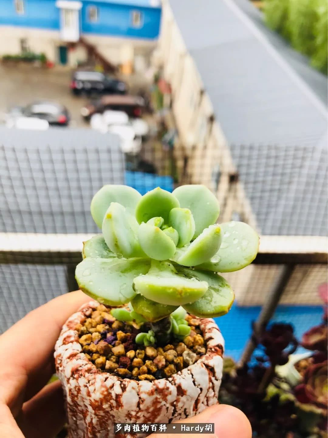 别人家的奶爸,别人家的多肉!一枚窗台*党**的多肉进阶之路!