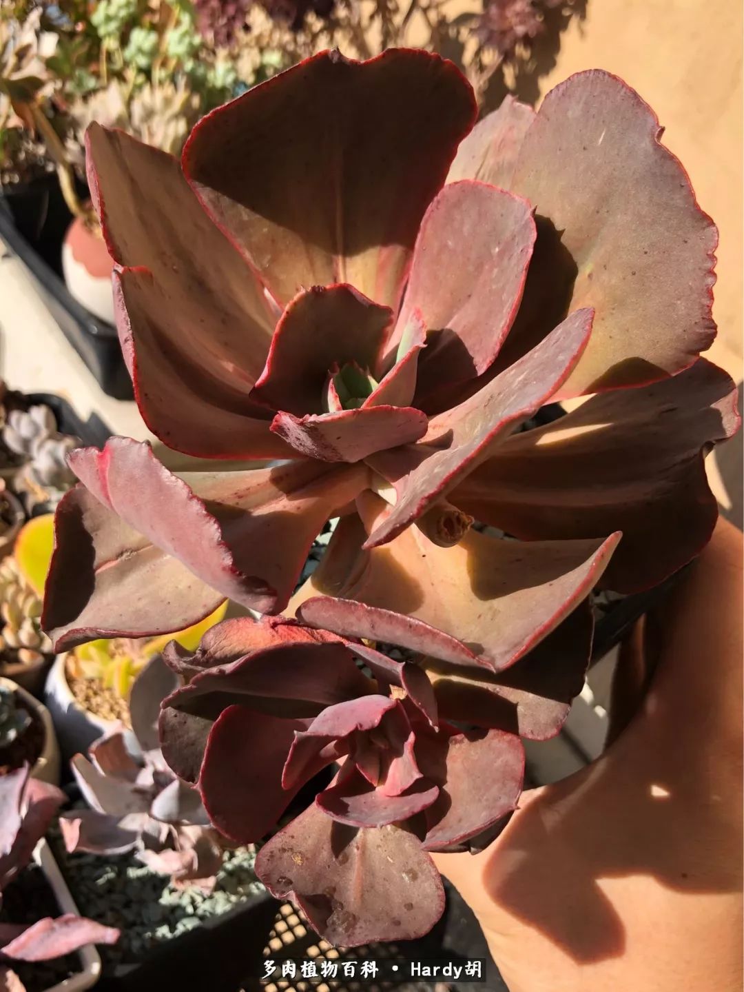 别人家的奶爸,别人家的多肉!一枚窗台*党**的多肉进阶之路!