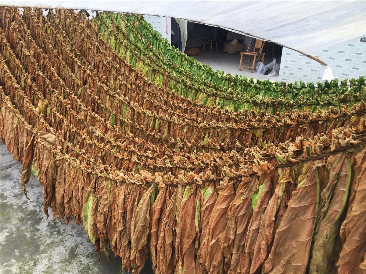 什邡雪茄中国第一,什邡雪茄之乡推介会