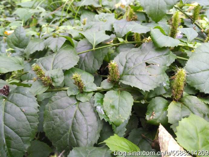 中药材钓鱼,中药材钓鱼竿藤