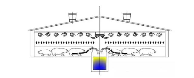 猪场呼吸道多发怎么办,呼吸道感染养猪