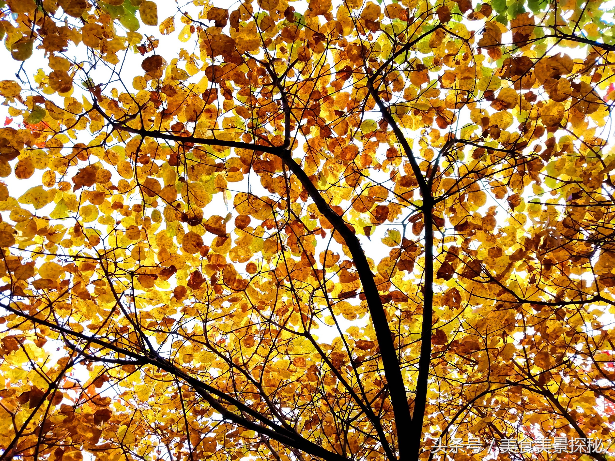 赏红叶何须去香山,赏红叶除了香山还能去哪