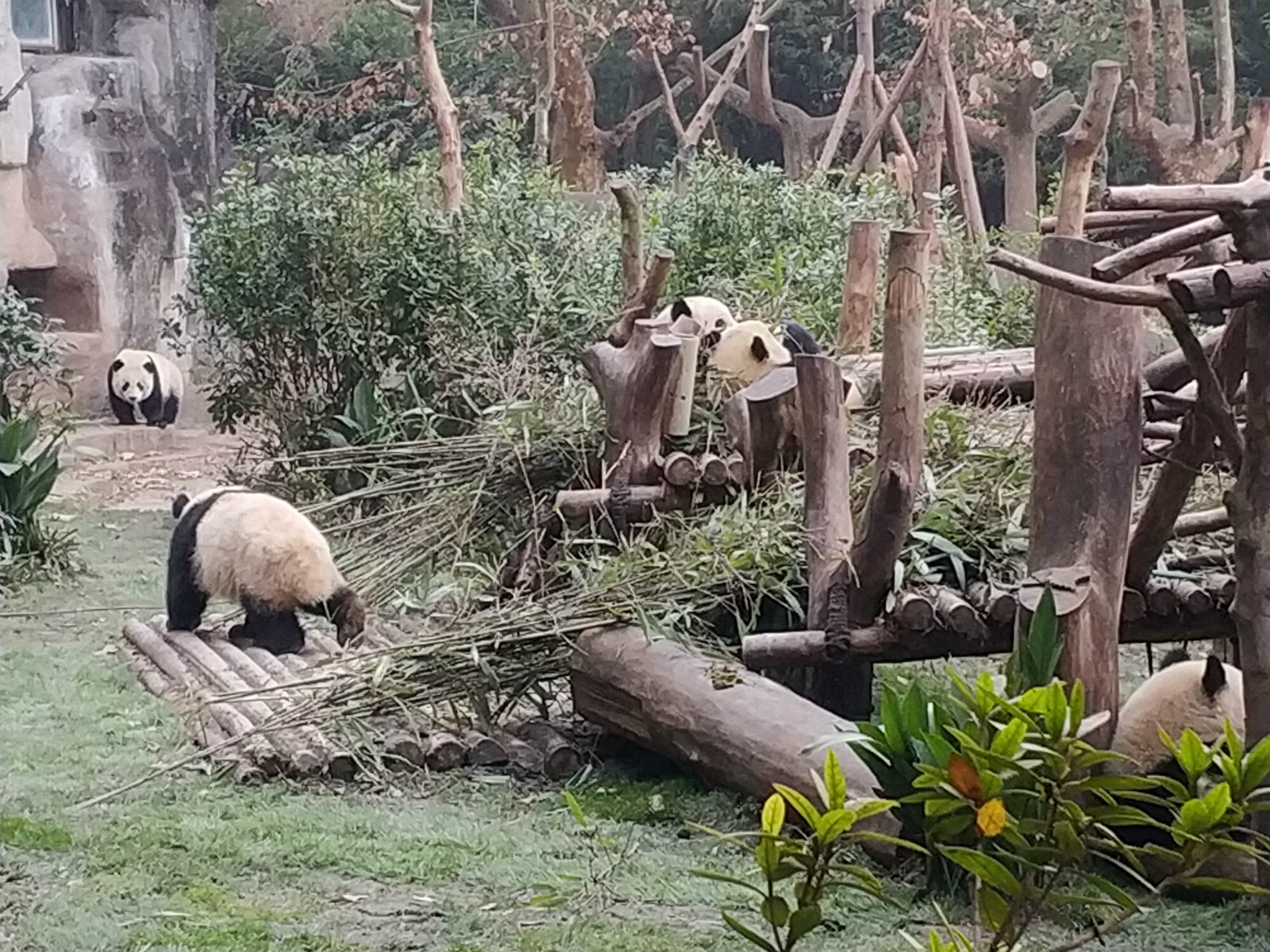 到广州长隆野生动物园看熊猫,看熊猫是去广州长隆还是四川成都