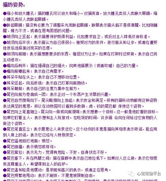 我与猫的小说,我与猫奴