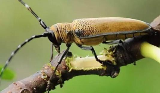 柑橘树被天牛入侵变黄了还有救吗,柑橘树体内的天牛什么时候防治
