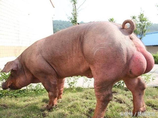 后备母猪和空怀母猪,母猪早期妊娠判断的方法