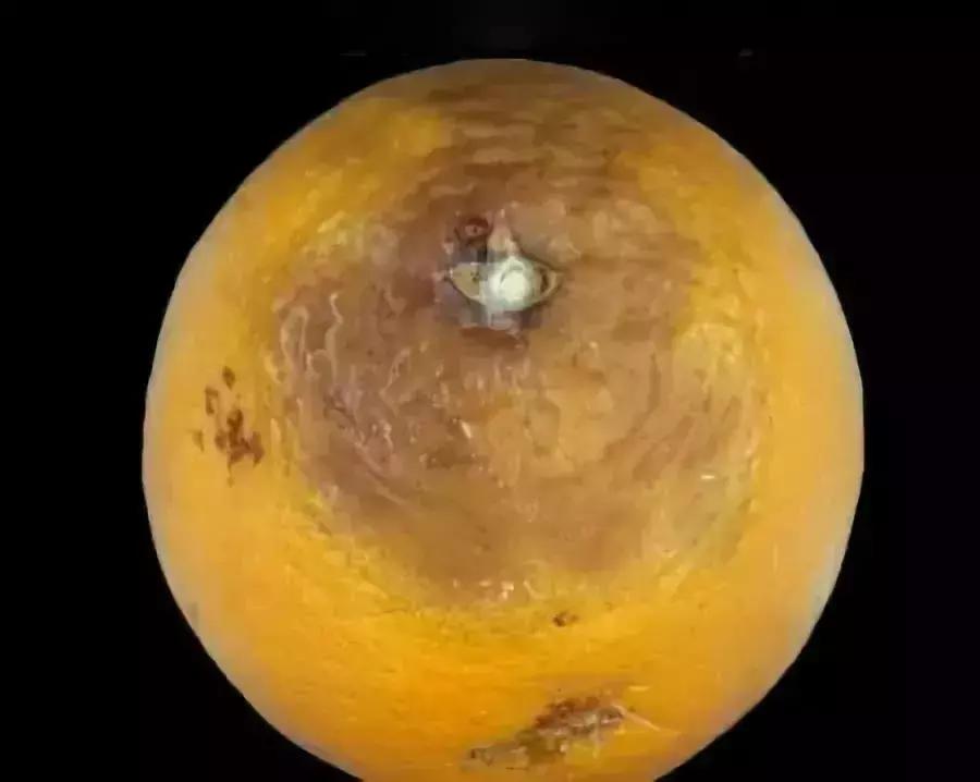 柑橘的病害图片大全及防治,柑橘的病害图谱及防治措施