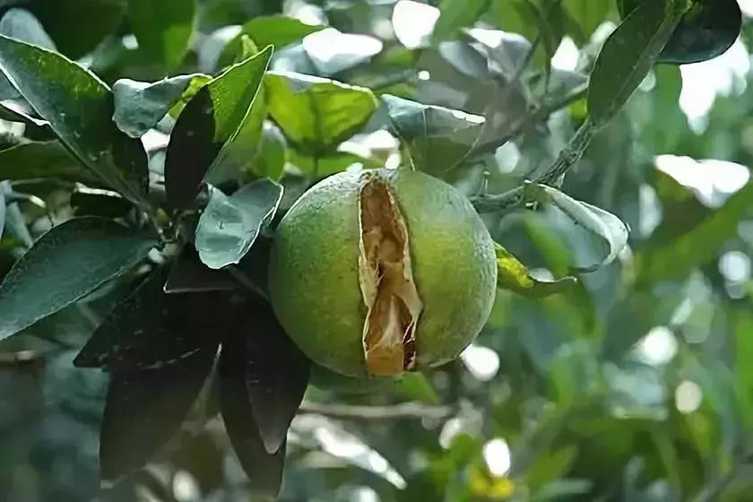 柑橘的病害图片大全及防治,柑橘的病害图谱及防治措施