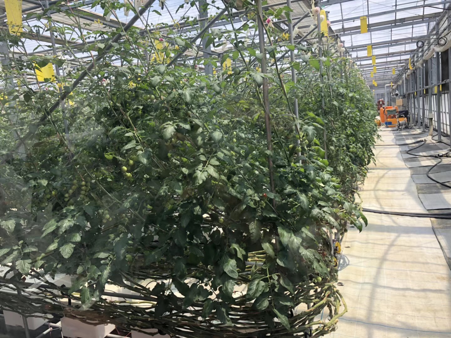 西红柿无土栽培的水肥浓度是多少,种植西红柿营养土怎么调配