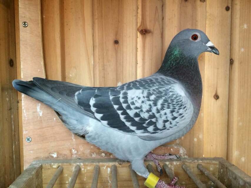 赛鸽常见病大全快快来收藏,赛鸽常见病不可不看的小妙招