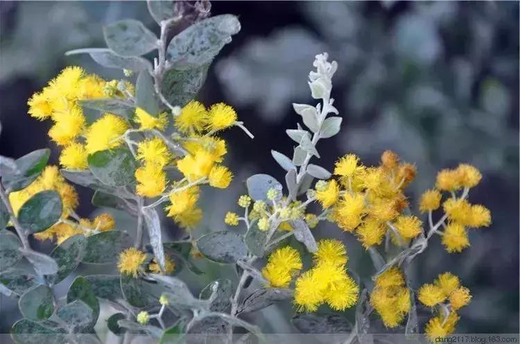 50种鲜切花花语大全，一定有你不知道的，赶紧收藏吧！