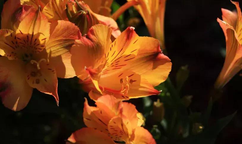 50种鲜切花花语大全，一定有你不知道的，赶紧收藏吧！