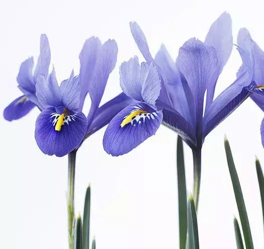 50种鲜切花花语大全，一定有你不知道的，赶紧收藏吧！